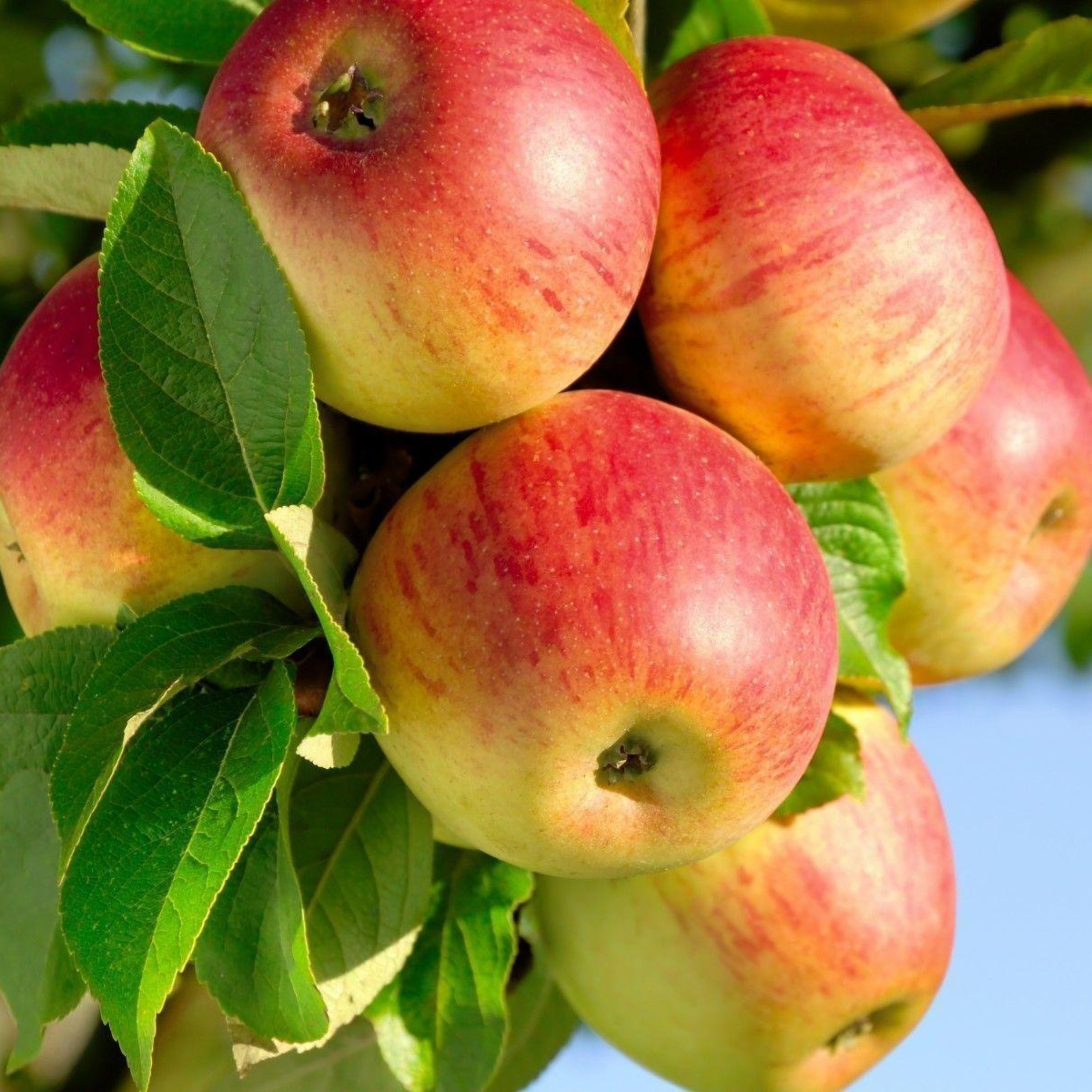 مربای سیب باعسل وزعفران پخته شده