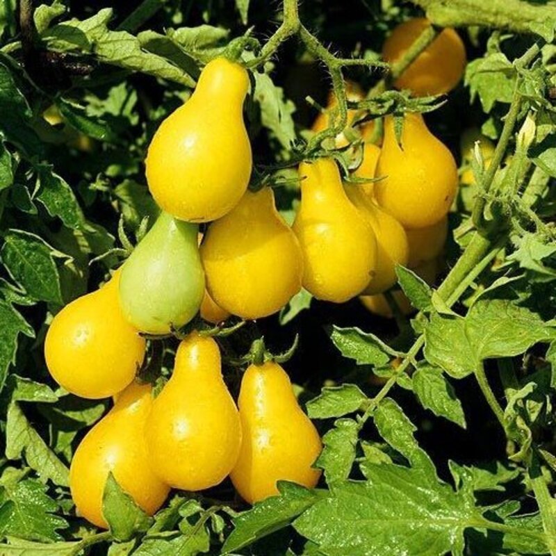 بذر گوجه زرد گلابی500عددی
