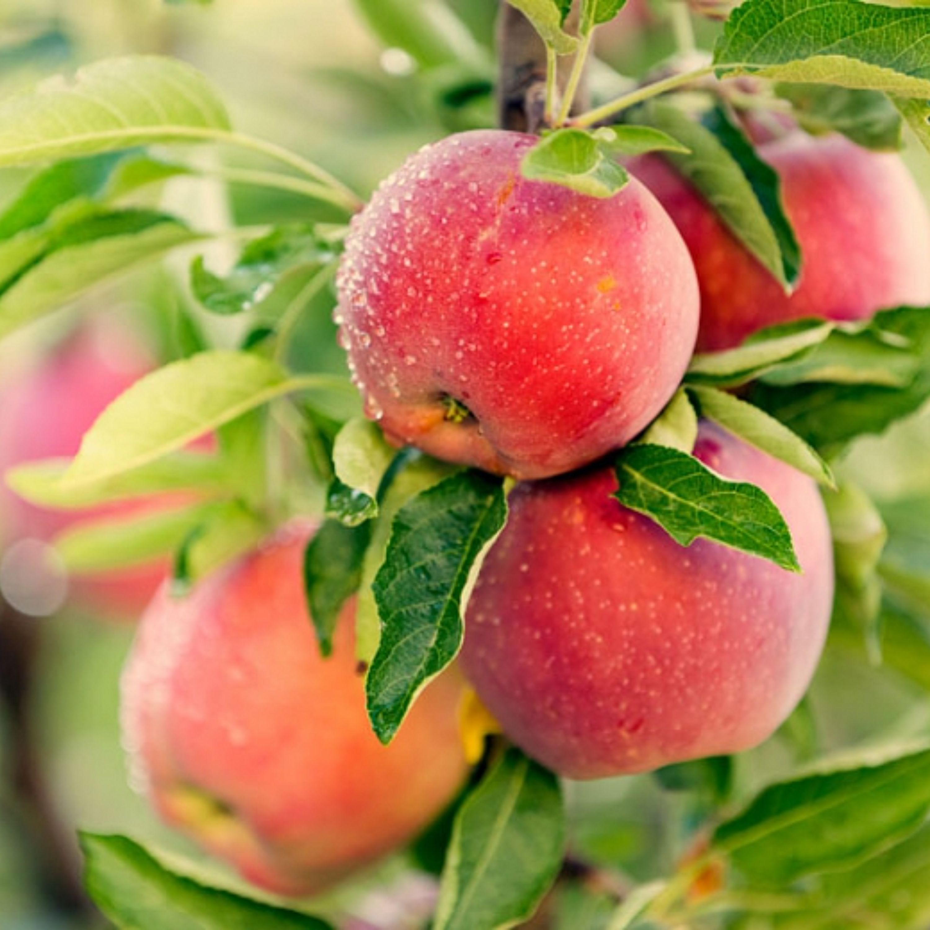 مربای سیب باعسل وزعفران پخته شده 