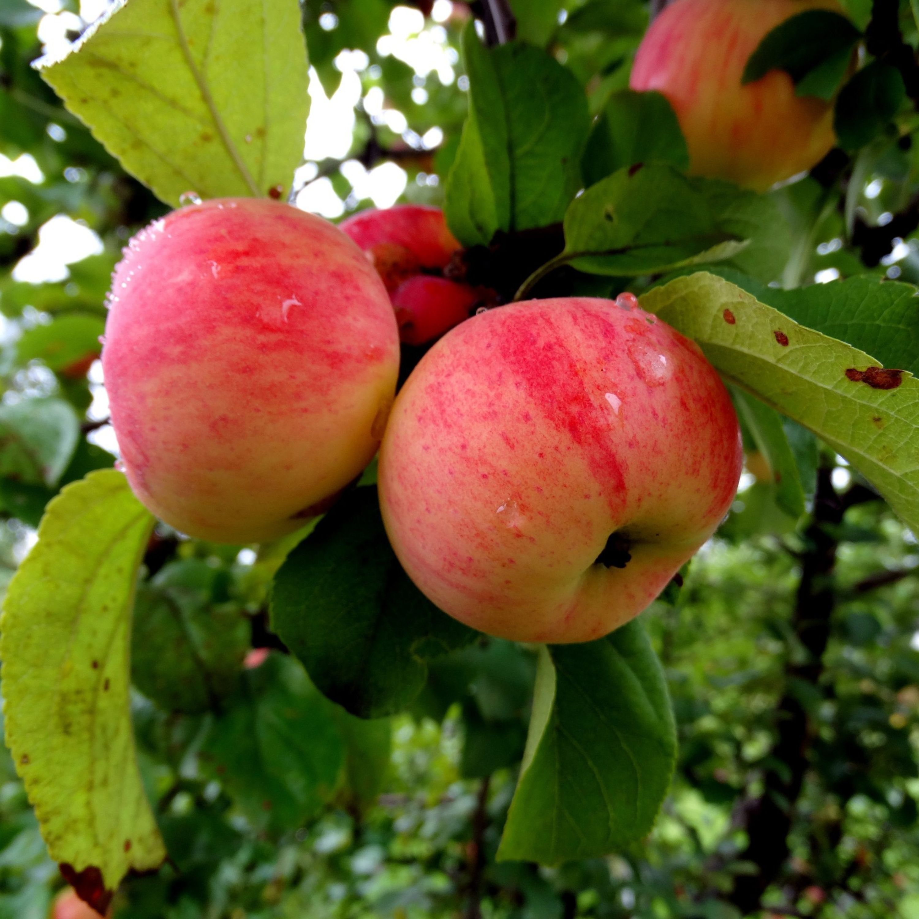 مربای سیب باعسل وزعفران پخته شده 