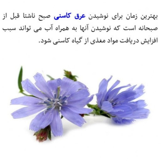 عرق کاسنی خانگی یک لیتر