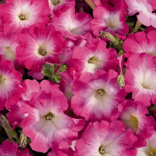 بذر گل اطلسی صبحدم صورتی هیبرید آمریکایی 
📦بسته 15 عددی، 6000 تومان