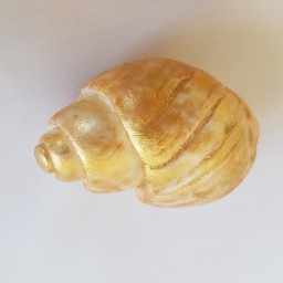 صدف حلزونی طلایی ابروباد