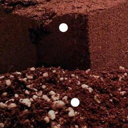 خاک حلزون کوکوپیت غنی شده  و ضد کرم و حشره مخصوص حلزون به میزان 1 کیلو گرم 