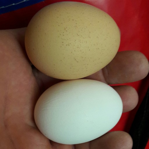 تخم مرغ محلی 50عددی