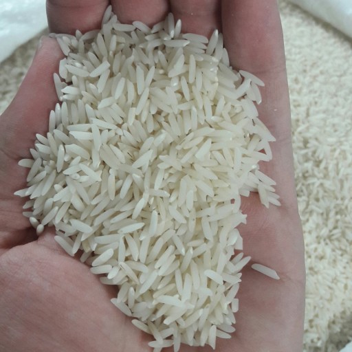 برنج علی کاظمی گیلان