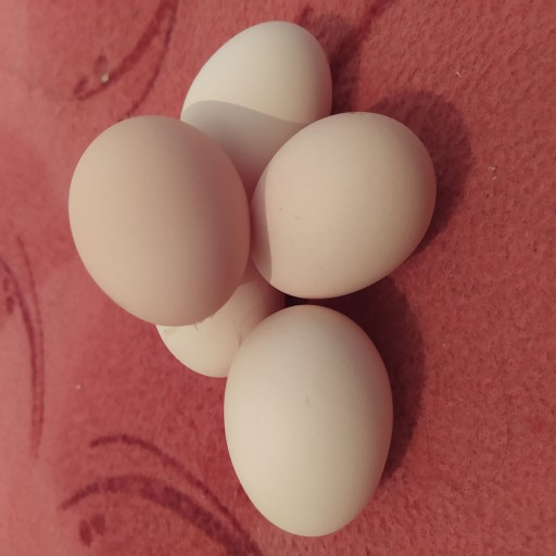 تخم مرغ مزرعه صد در صد محلی ( پک 10 عددی)