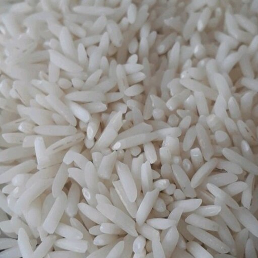 برنج طارم هاشمی سال 1400 معصومی