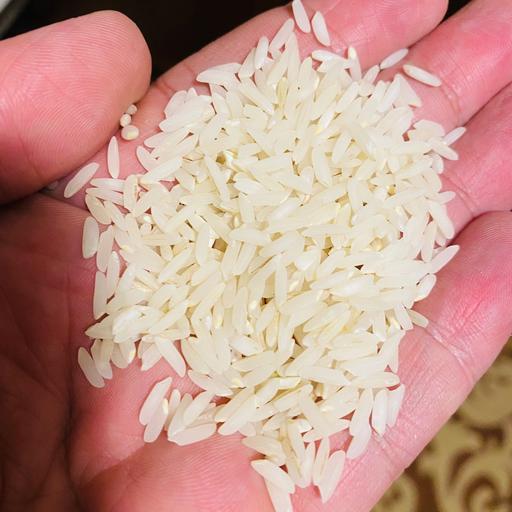 برنج طارم هاشمی اعلاء فریدونکنار امساله