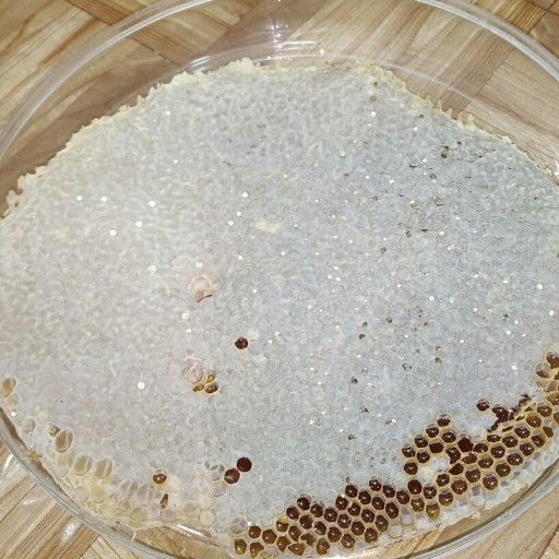 عسل سبدی با موم خود بافته طبیعی (یک کیلو نیم)