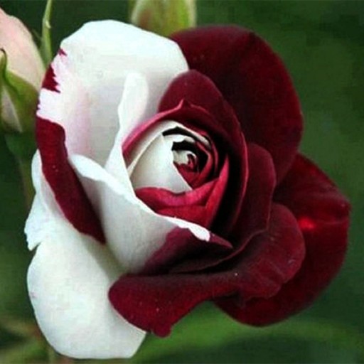 بذر گل رز-قرمز و سفید 5عددی