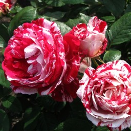 بذر گل رز-قرمز و صورتی 5عددی
