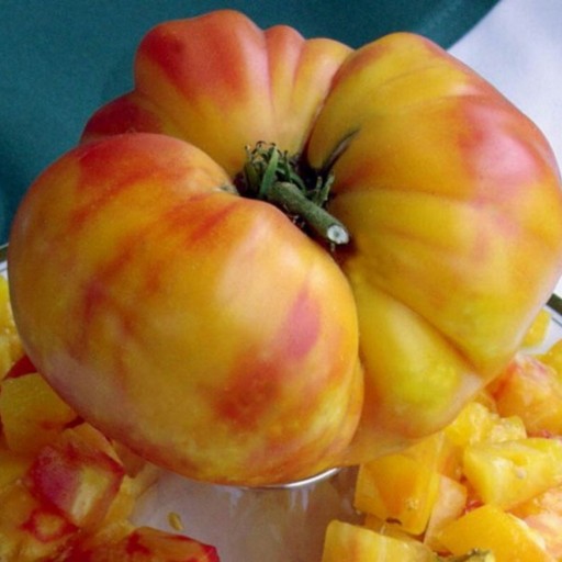 بذر گوجه فرنگی رنگین کمان 20عددی