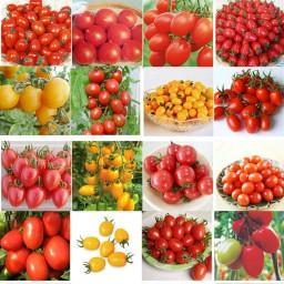 بذر گوجه فرنگی میکس 30عددی