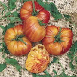 بذر گوجه فرنگی رنگین کمان 20عددی