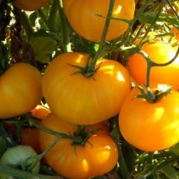 بذر گوجه آزویچکا 10عددی