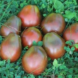 بذر گوجه فرنگی ترایفل ژاپنی 20عددی