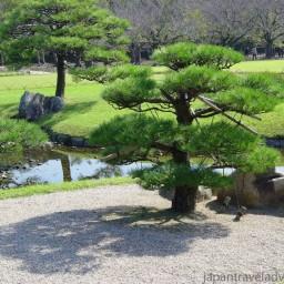 بذر درخت بونسای کاج ژاپنی4عددی