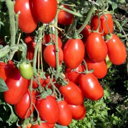 بذر گوجه فرنگی سان مارزانو (موزی) 20عددی