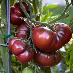 بذر گوجه فرنگی بیف استیک تولا 10عددی