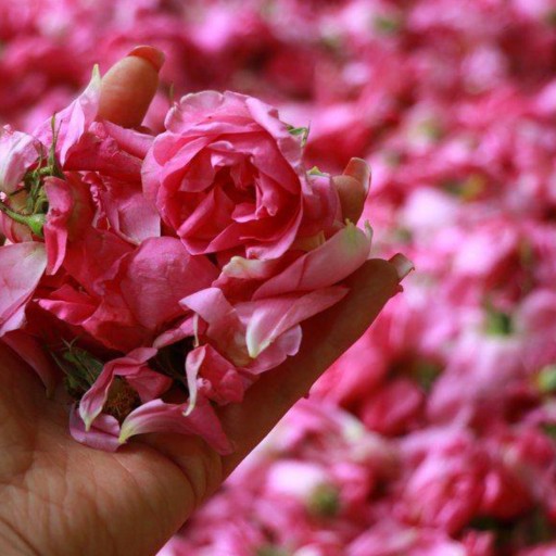گلاب ویژه (سنتی) - یک لیتری - فروشگاه از مزرعه