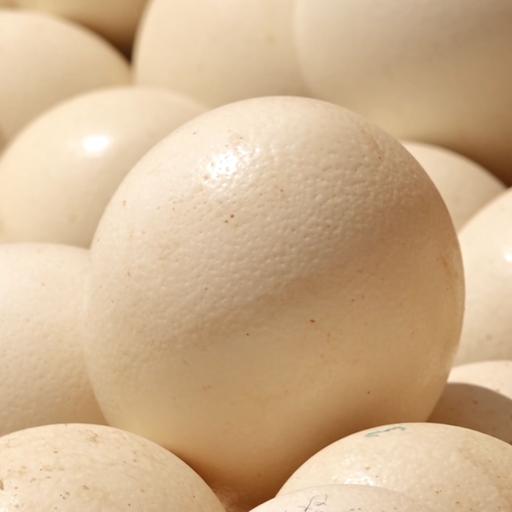 تخم شترمرغ خوراکی 700 الی 1500 گرمی تولید روز 