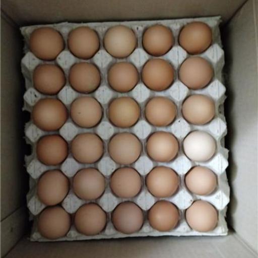 تخم مرغ رسمی زرده زعفرونی نژاد گلپایگان 10 عددی تولید روز و تازه