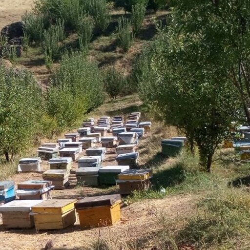 عسل صددرصد طبیعی(میانه)