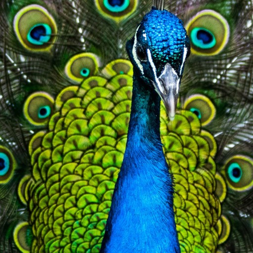 تابلو شاسی طرح طاووس سایز 120X120