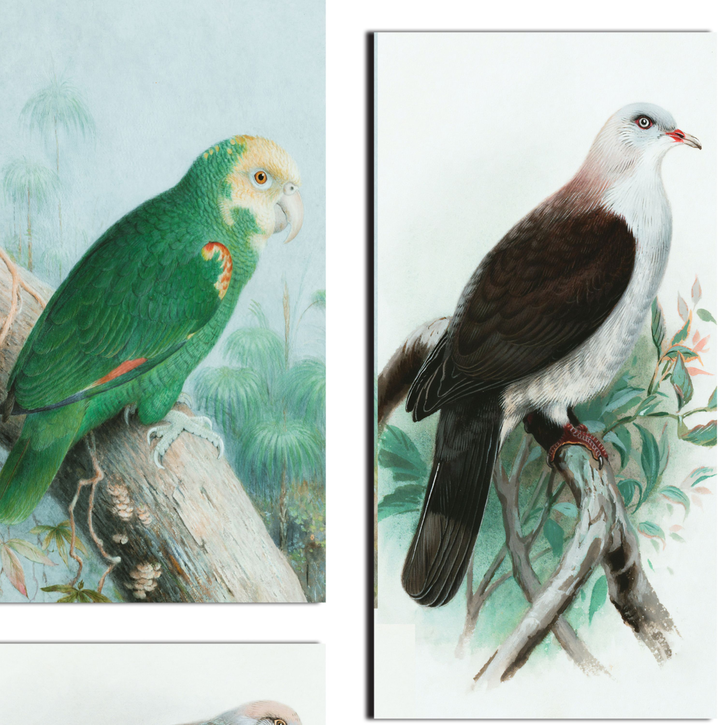 تابلو شاسی 6 تکه طرح نقاشی پرندگان کد 119 سایز 60x80 سانتیمتر