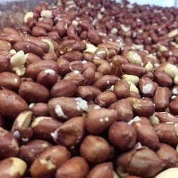 مغز زمینی دوآتیشه