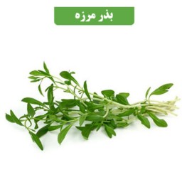 بذر مرزه کد9آقای عطار