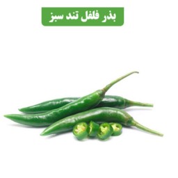 بذر فلفل سبز شیرین کد9 آقای عطار