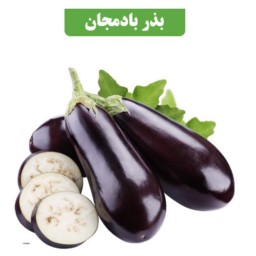 بذر بادمجان کد9 آقای عطار