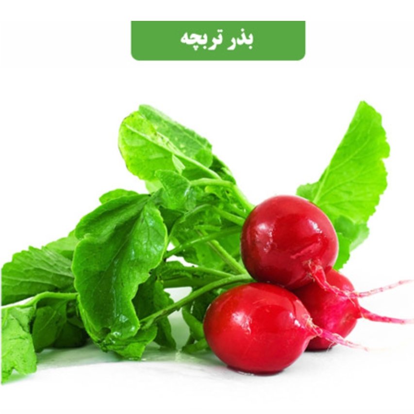 بذر تربچه کد9 آقای عطار