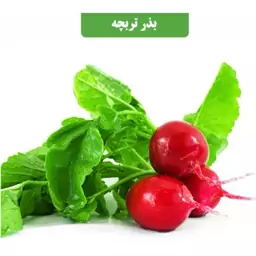 بذر تربچه کد9 آقای عطار