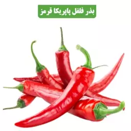 بذر  فلفل پاپریکا قرمز  کد9 آقای عطار