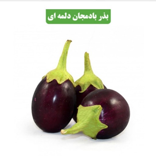 بذر بادمجان دلمه ای  کد9آقای عطار