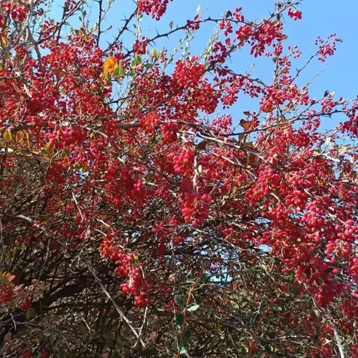 آب زرشک کوهی درجه یک تازه 