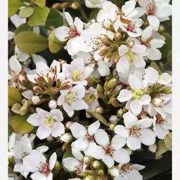  گل Indian hawthorn رافیولپس اندیکا 