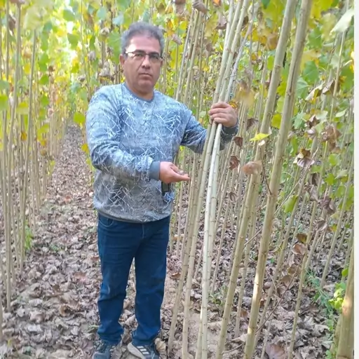 نهال صنوبر (نیگرا ترکیه) دسته طی