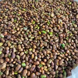 مغز بنه تازه پسته کوهی درشت ( 500 گرمی )