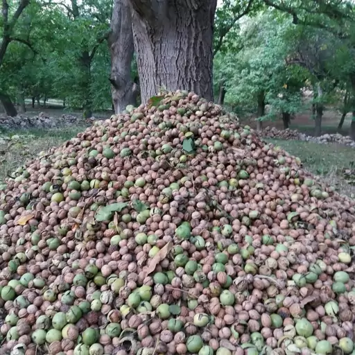 گردو تک درخت ارسال رایگان تهران