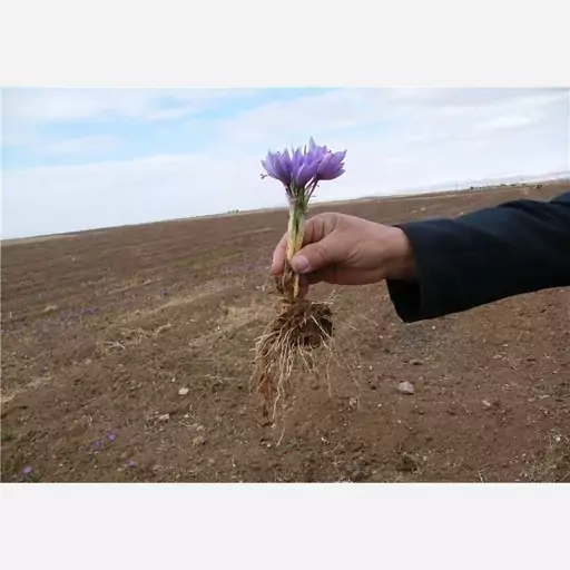 زعفران نمونه اعلای خراسان