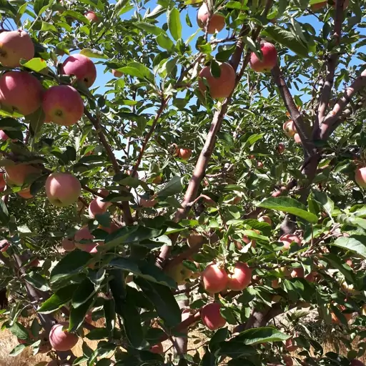 مربای سیب زعفرانی  ارگانیک 400 گرمی خوشمزه وخوشرنگ