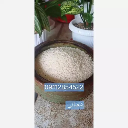 برنج هاشمی درجه یک گیلان (10و 20کیلویی )