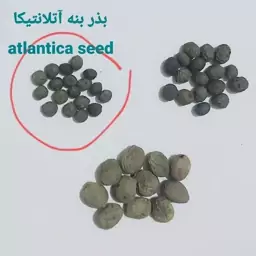 بذر  درخت بنه آتلانتیکا  Atlantica seed(20عدد)