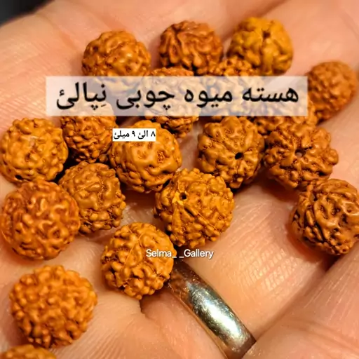 هسته مهره چوبی نپالئ اصل بزرگ 9میلی گوی نپالئ اصل هسته میوه هندی مهره چوبی دستبند اصل مهره مقدس اصل دستبند هسته میوه