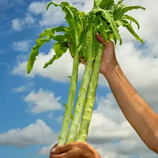 بذر کاهو سالاد مارچوبه روسی 10 عددی