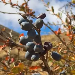 بذر زرشک سیاه 10 عددی